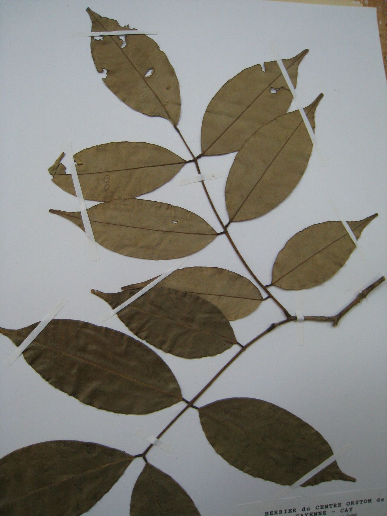 Swartzia canescens other