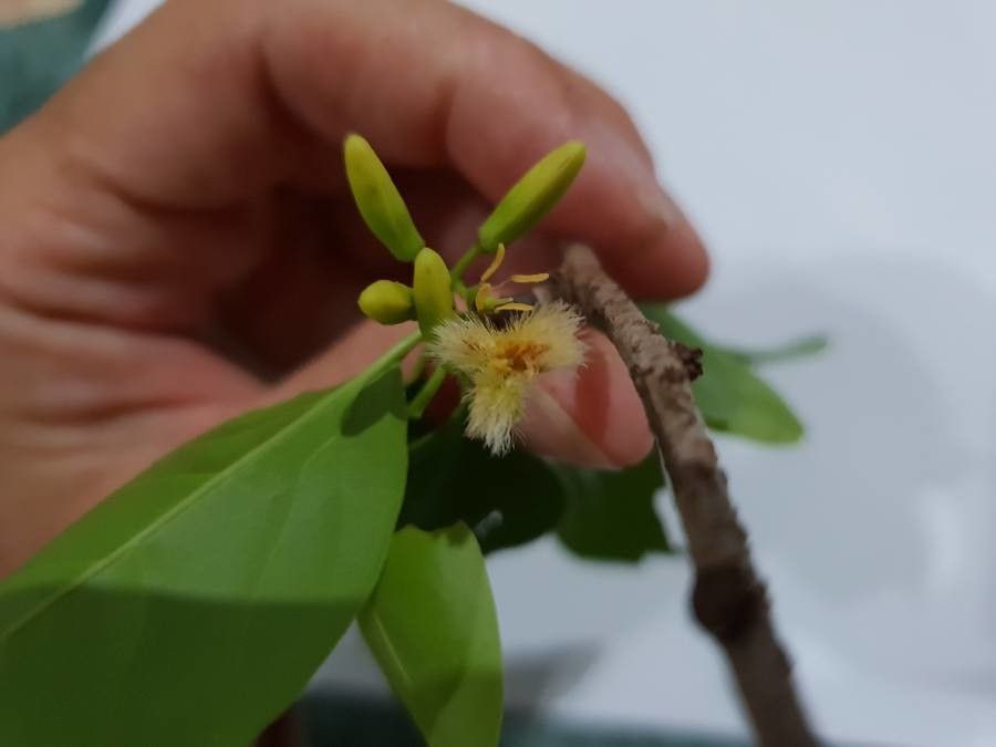 Ximenia americana flower