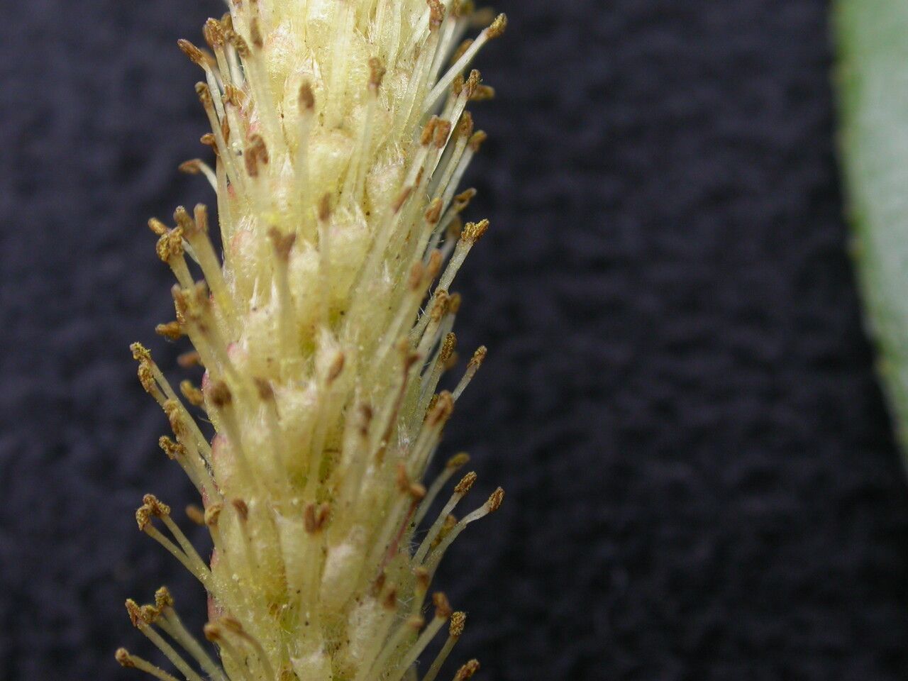 Salix daltoniana fruit