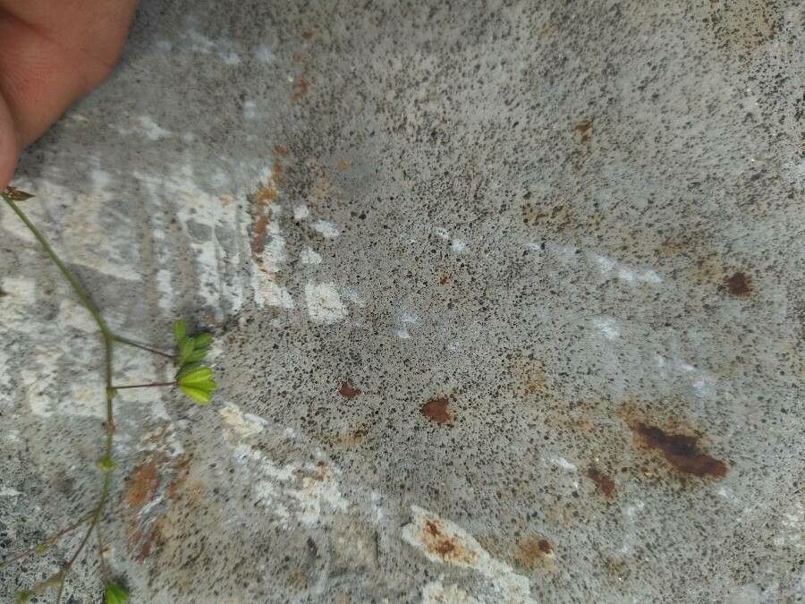 Boerhavia coccinea fruit