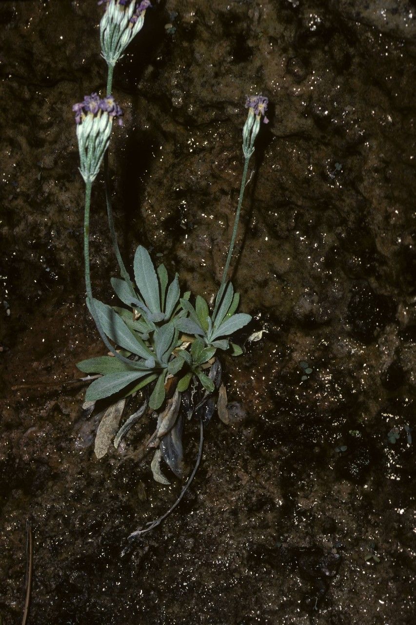 Primula specuicola habit