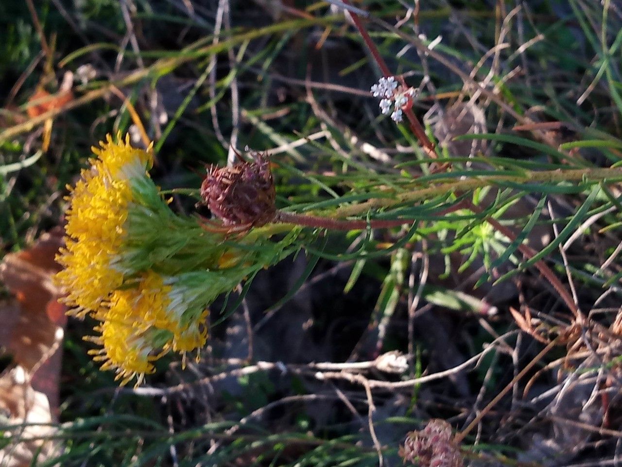Galatella linosyris habit