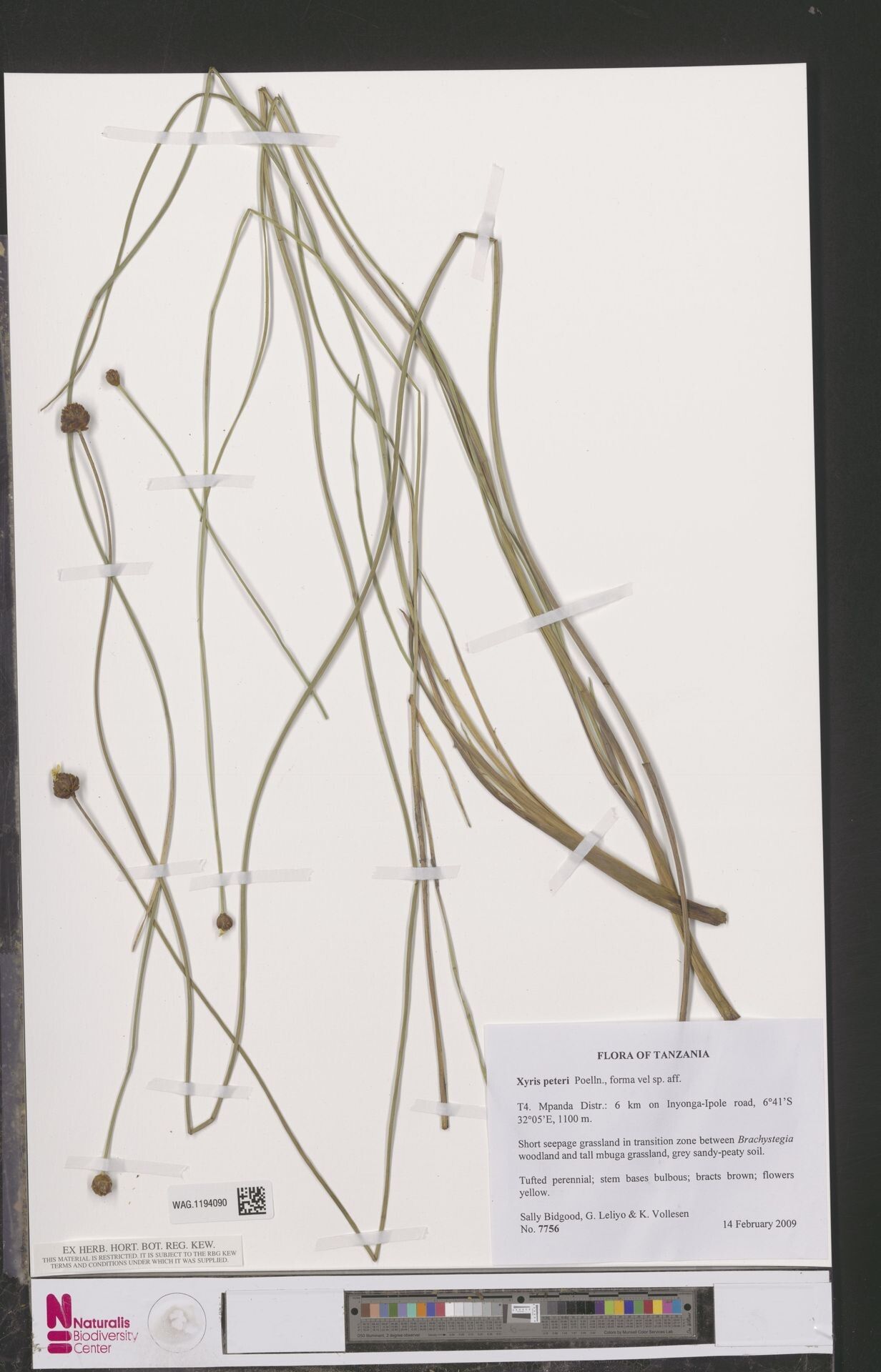 Xyris peteri — houseplant care guide