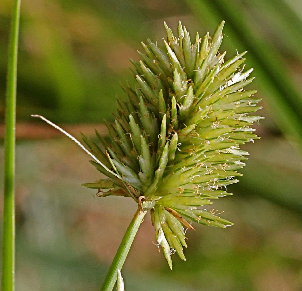 Cyperus rigens fruit