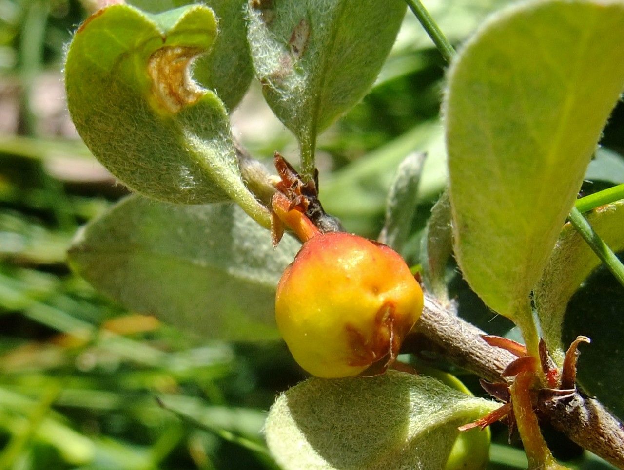 Cotoneaster juranus fruit