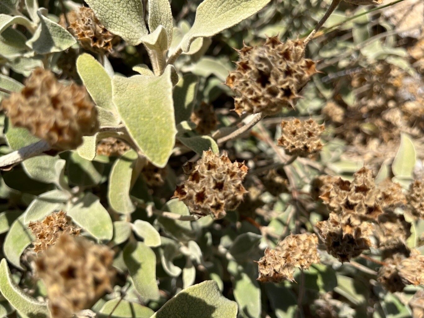 Phlomis cretica fruit