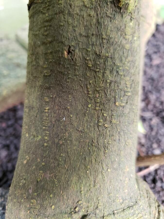 Pachystachys coccinea bark