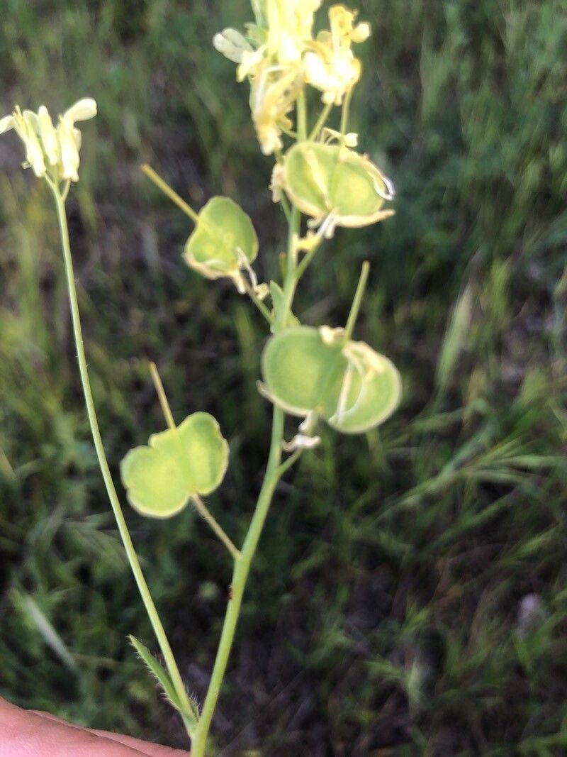 Biscutella auriculata fruit