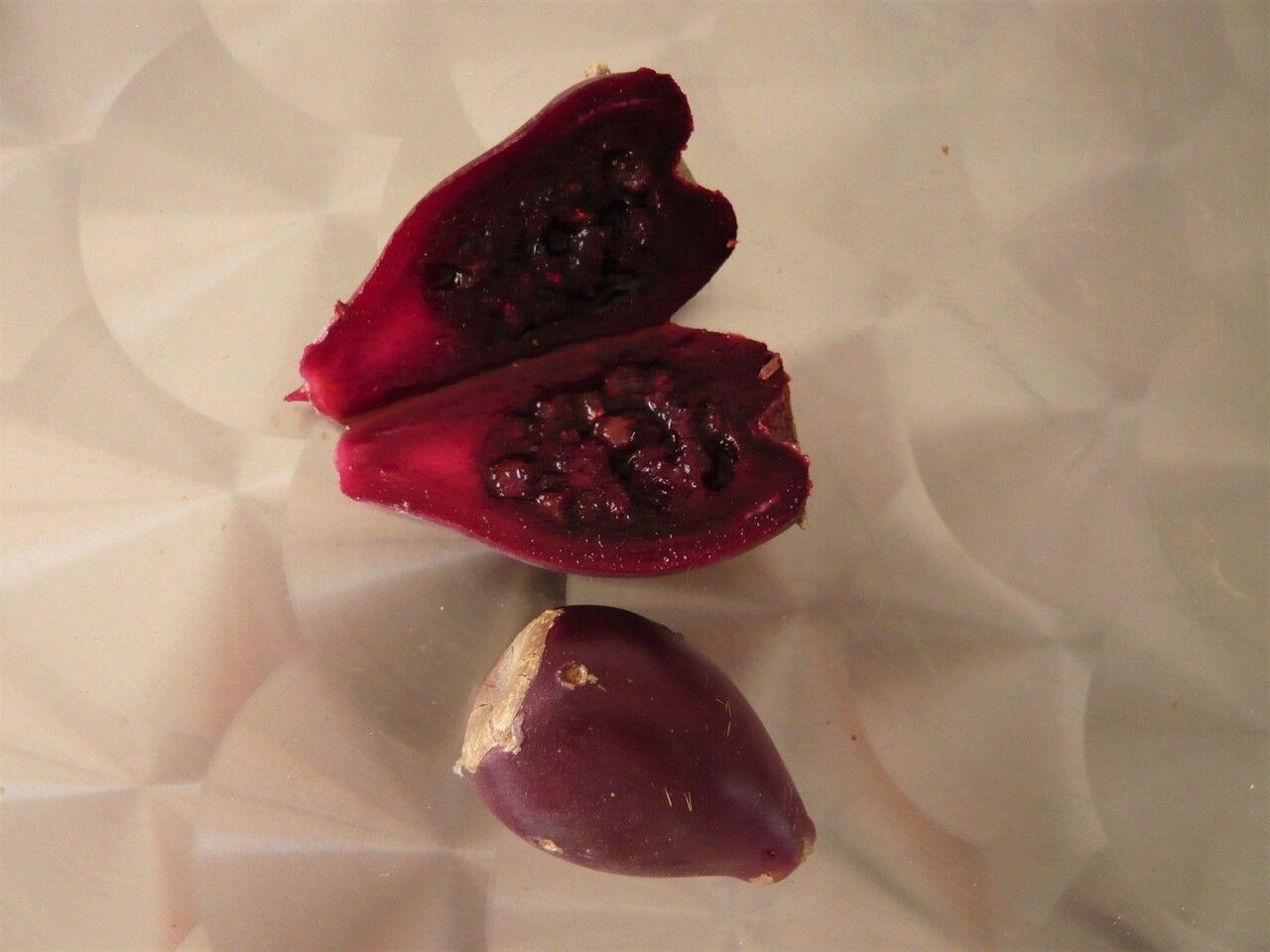 Opuntia humifusa fruit