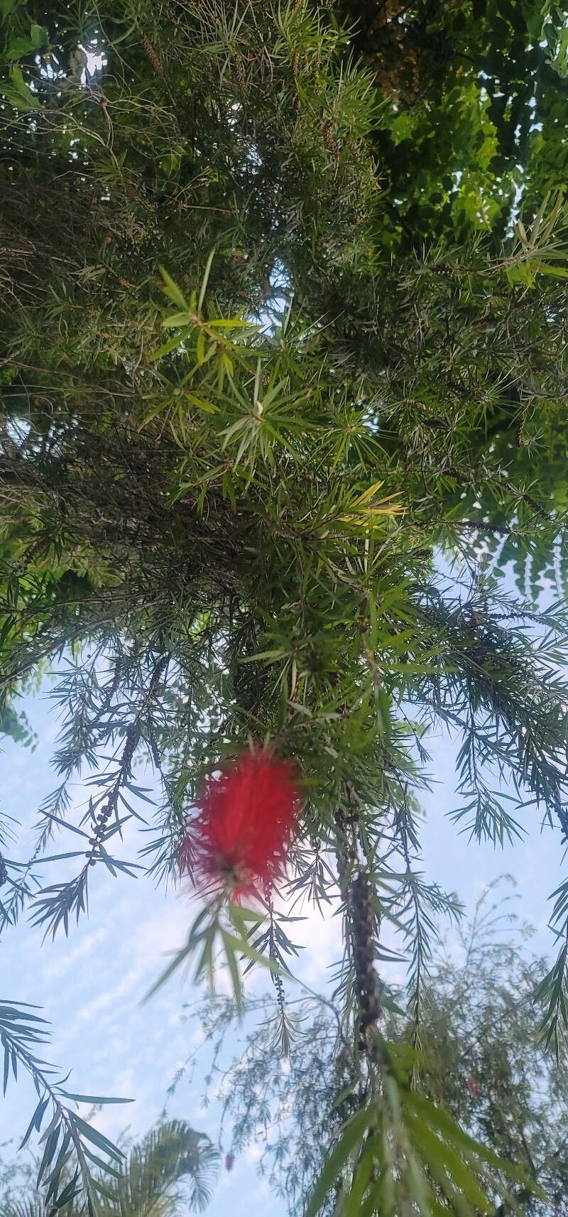 Callistemon speciosus flower