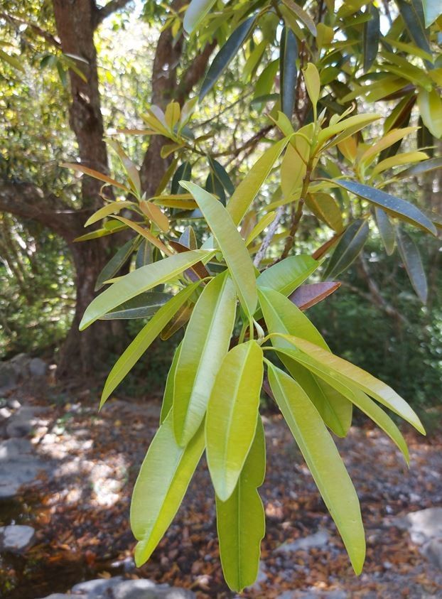Calophyllum caledonicum — related species from the same genus