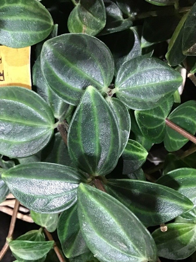 Peperomia quadrangularis