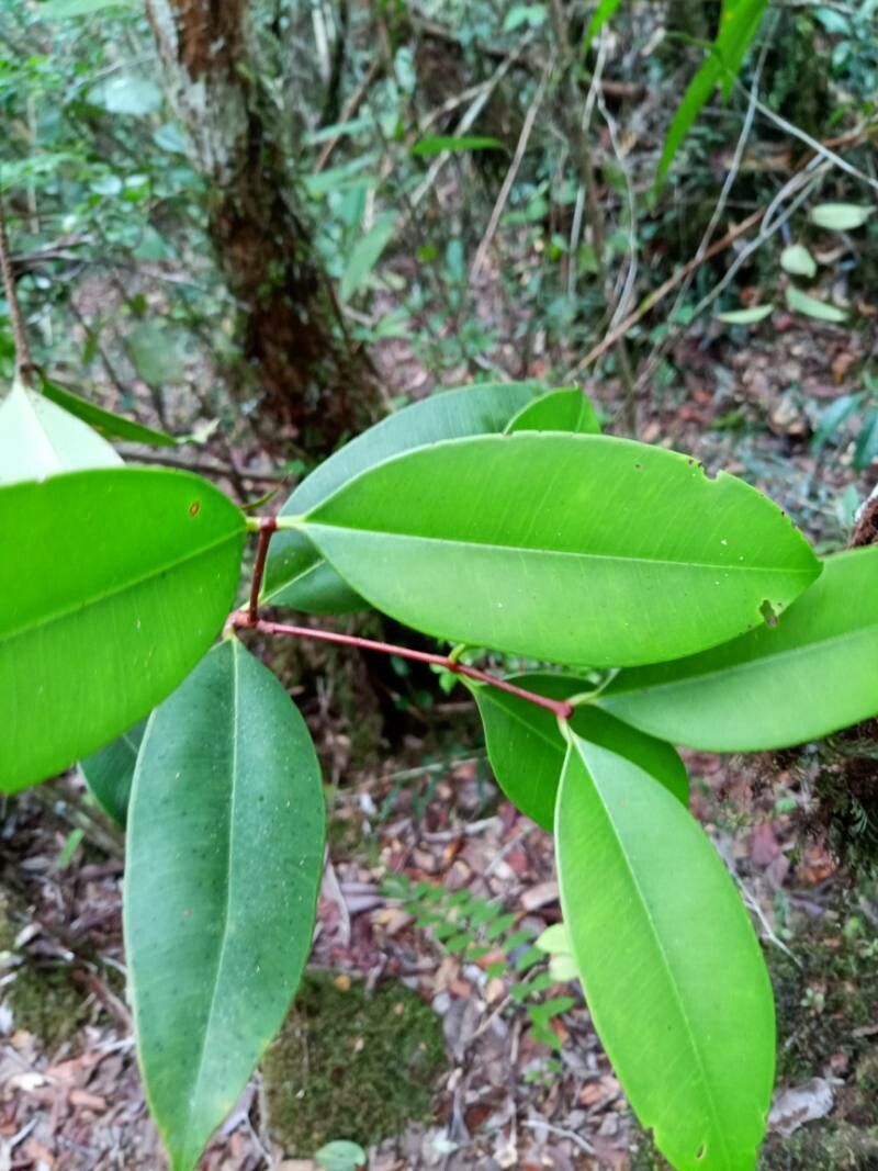 Syzygium ecostulatum — houseplant care guide