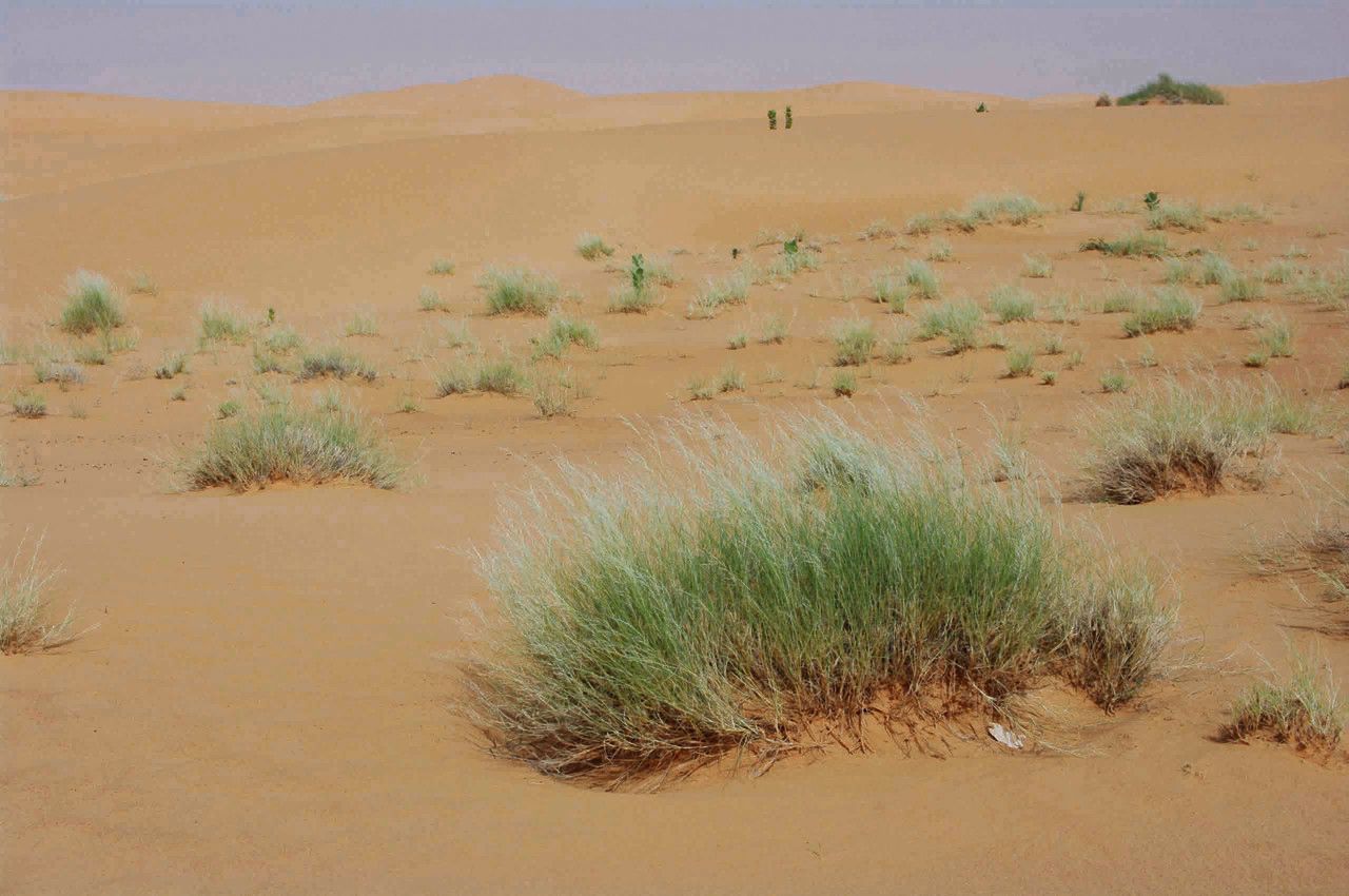 Stipagrostis acutiflora leaf