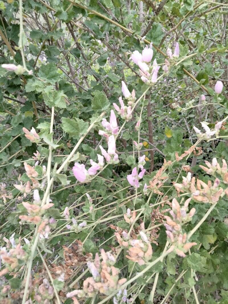 Malacothamnus clementinus flower