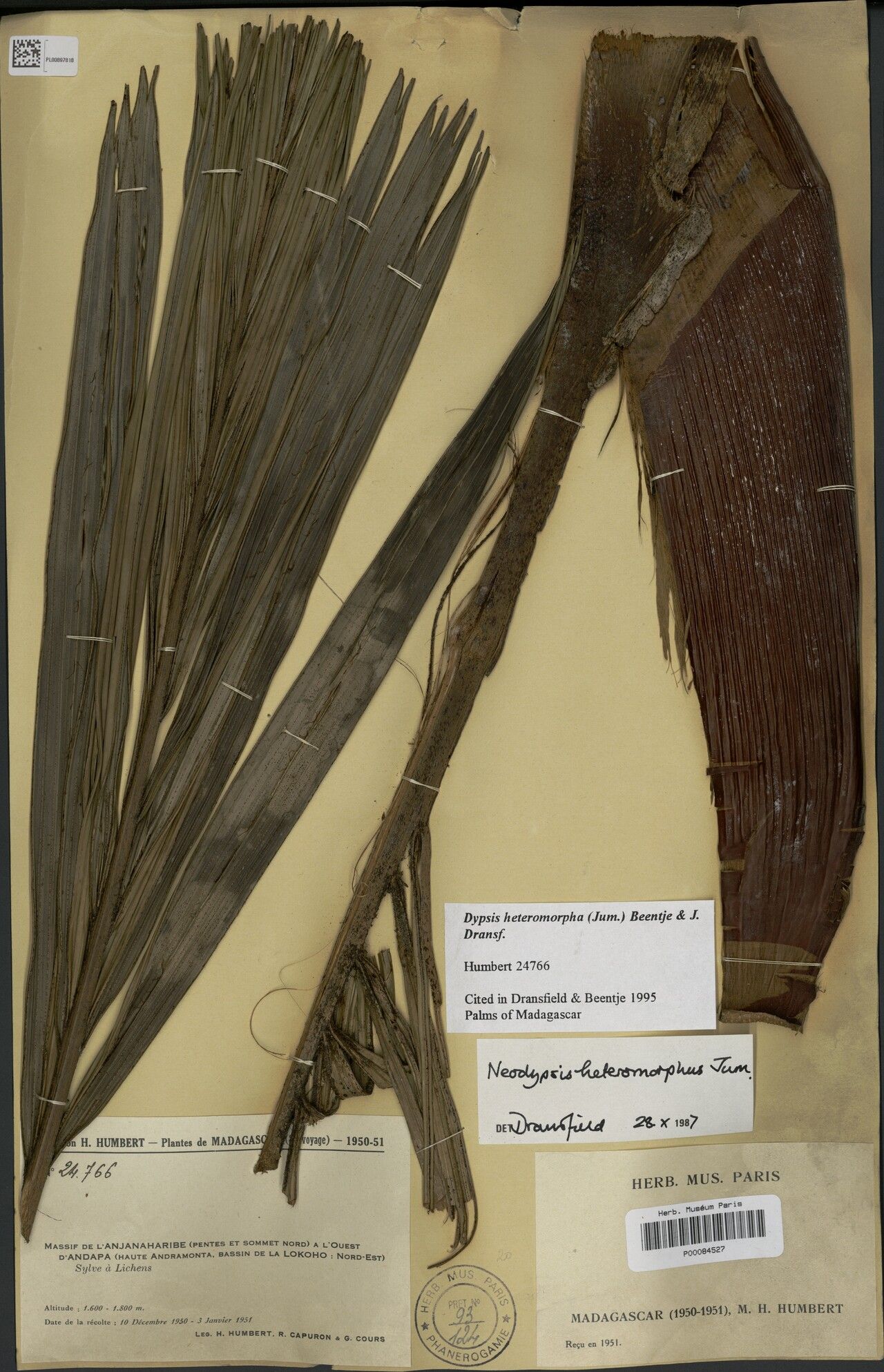 Dypsis heteromorpha — houseplant care guide