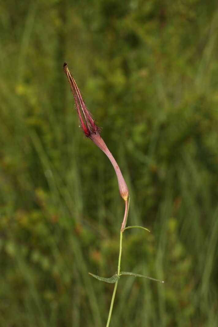Ceropegia campanulata — search result for 'Ceropegia'