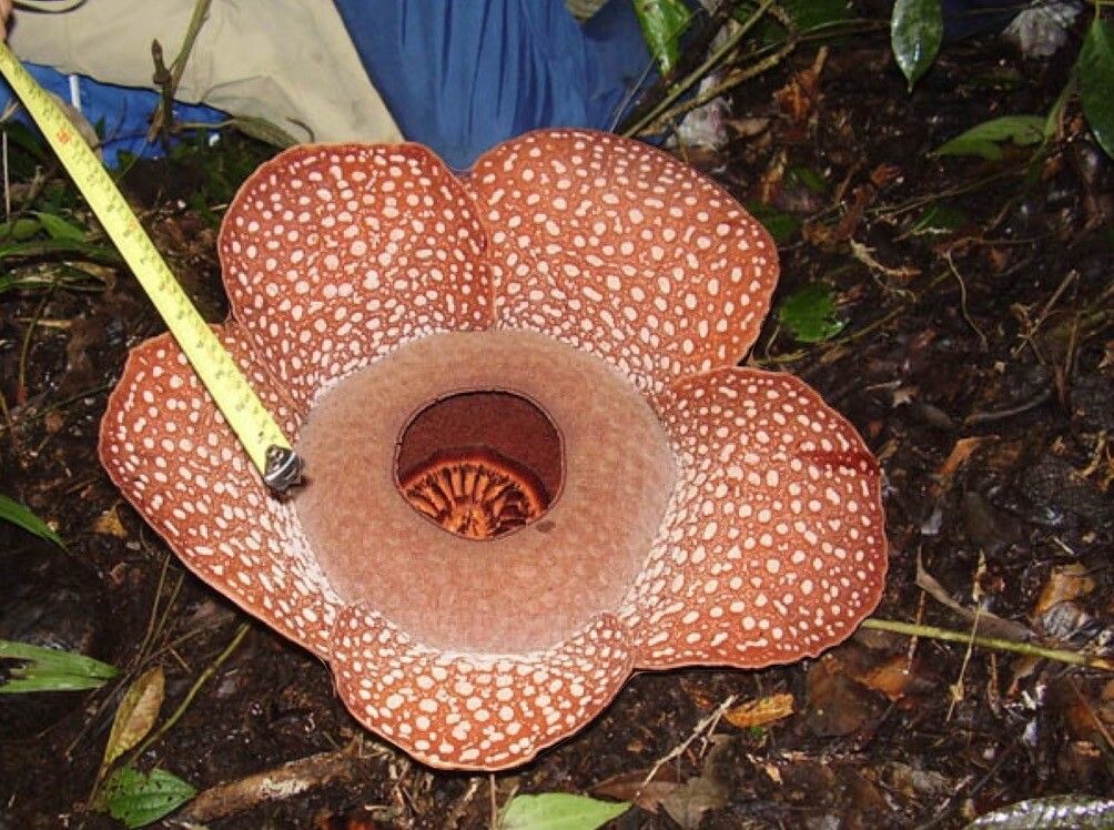 Rafflesia mira — houseplant care guide