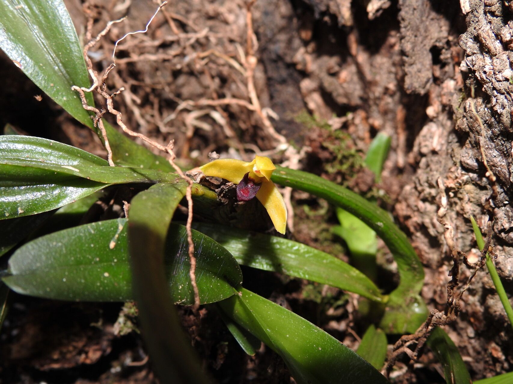 Maxillaria superflua flower