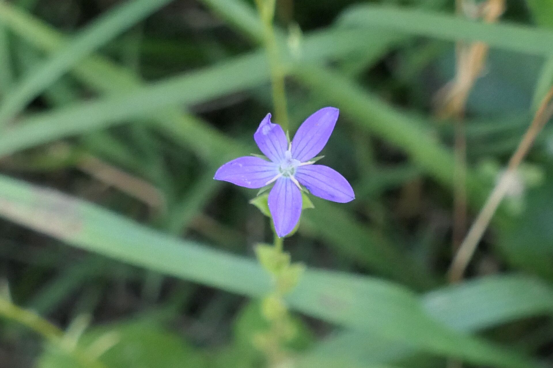 Triodanis biflora flower
