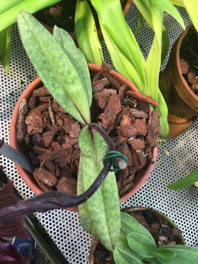 Paphiopedilum charlesworthii — search result for 'Paphiopedilum'