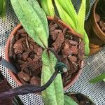 Paphiopedilum charlesworthii