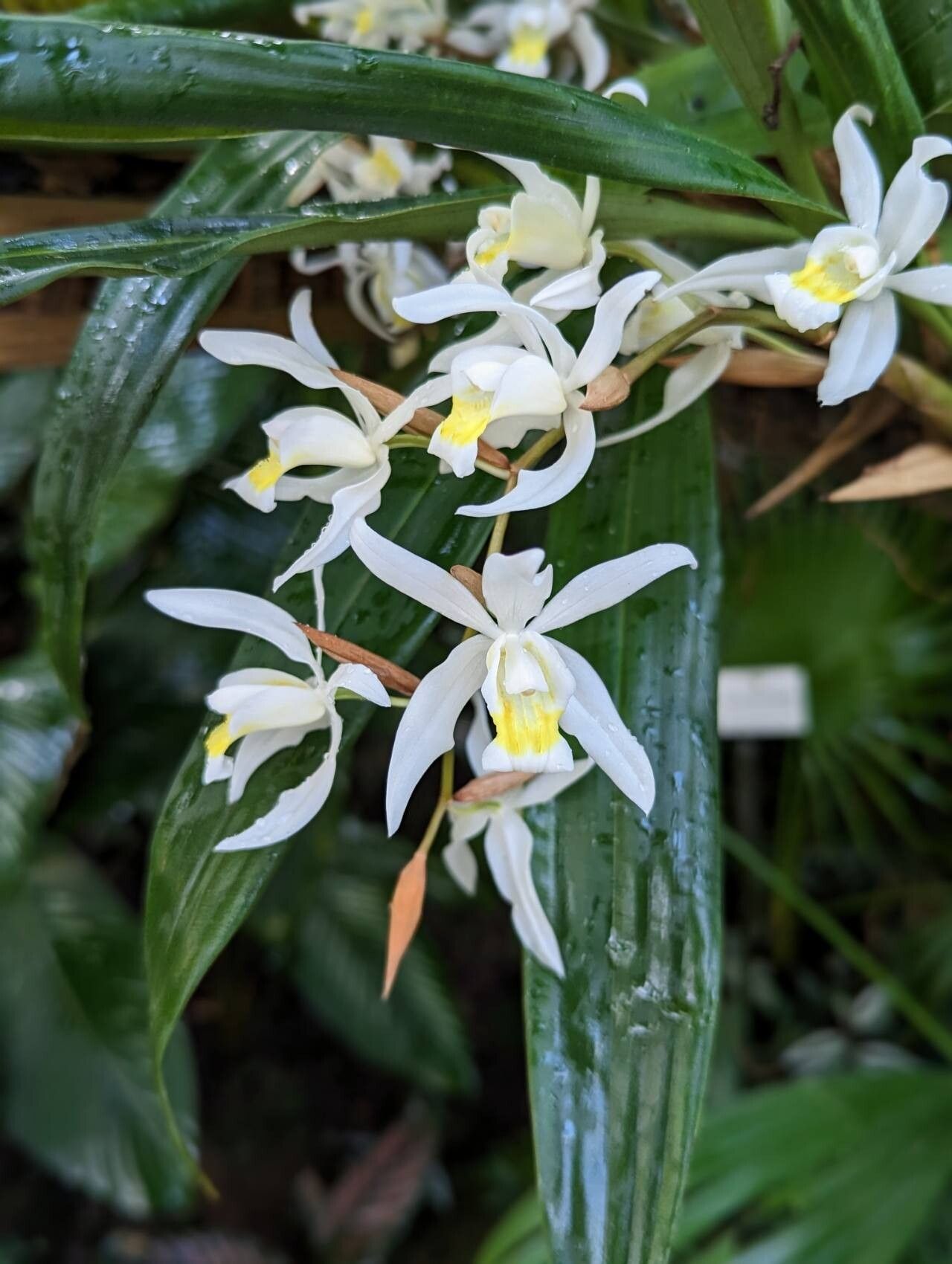 Coelogyne foerstermannii flower