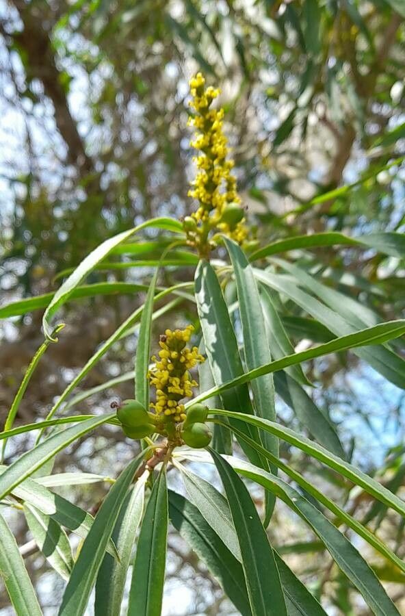 Sapium haematospermum flower