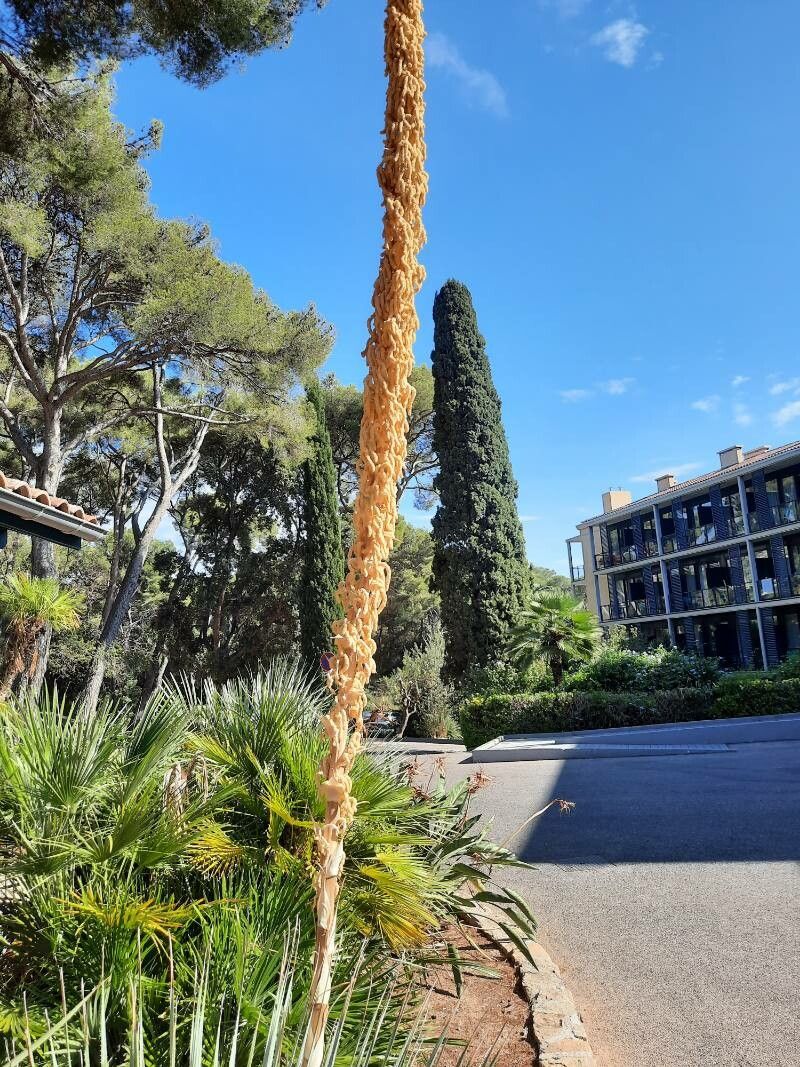 Dasylirion serratifolium fruit