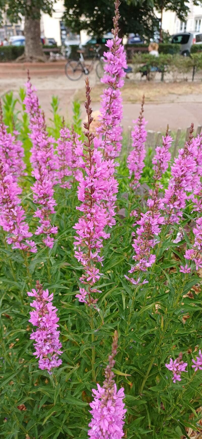 Lythrum acutangulum
