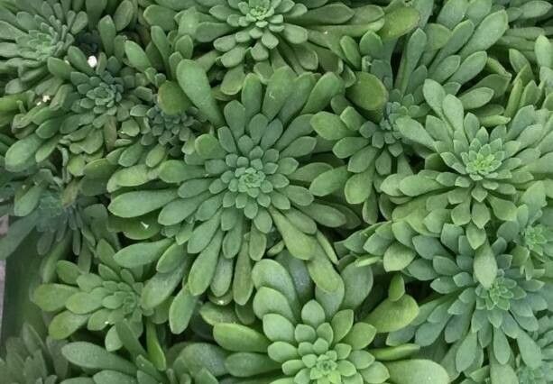 Sedum kristenii — houseplant care guide