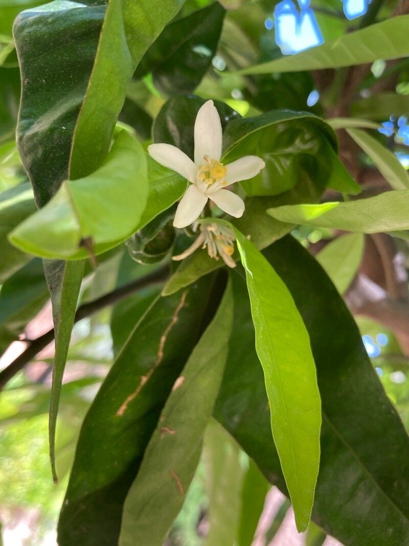 Citrus deliciosa — search result for 'Citrus'