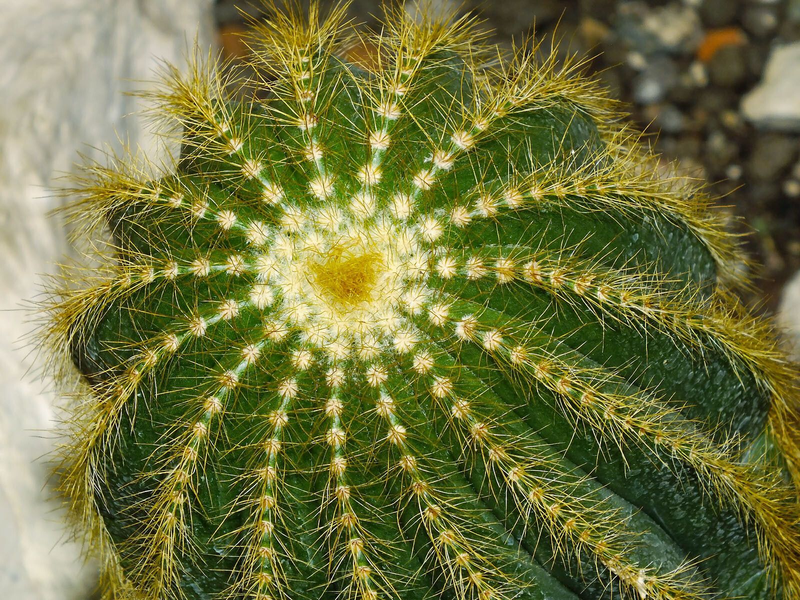 Parodia schumanniana — search result for 'Parodia'