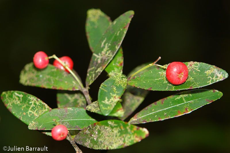 Syzygium rivulare — houseplant care guide