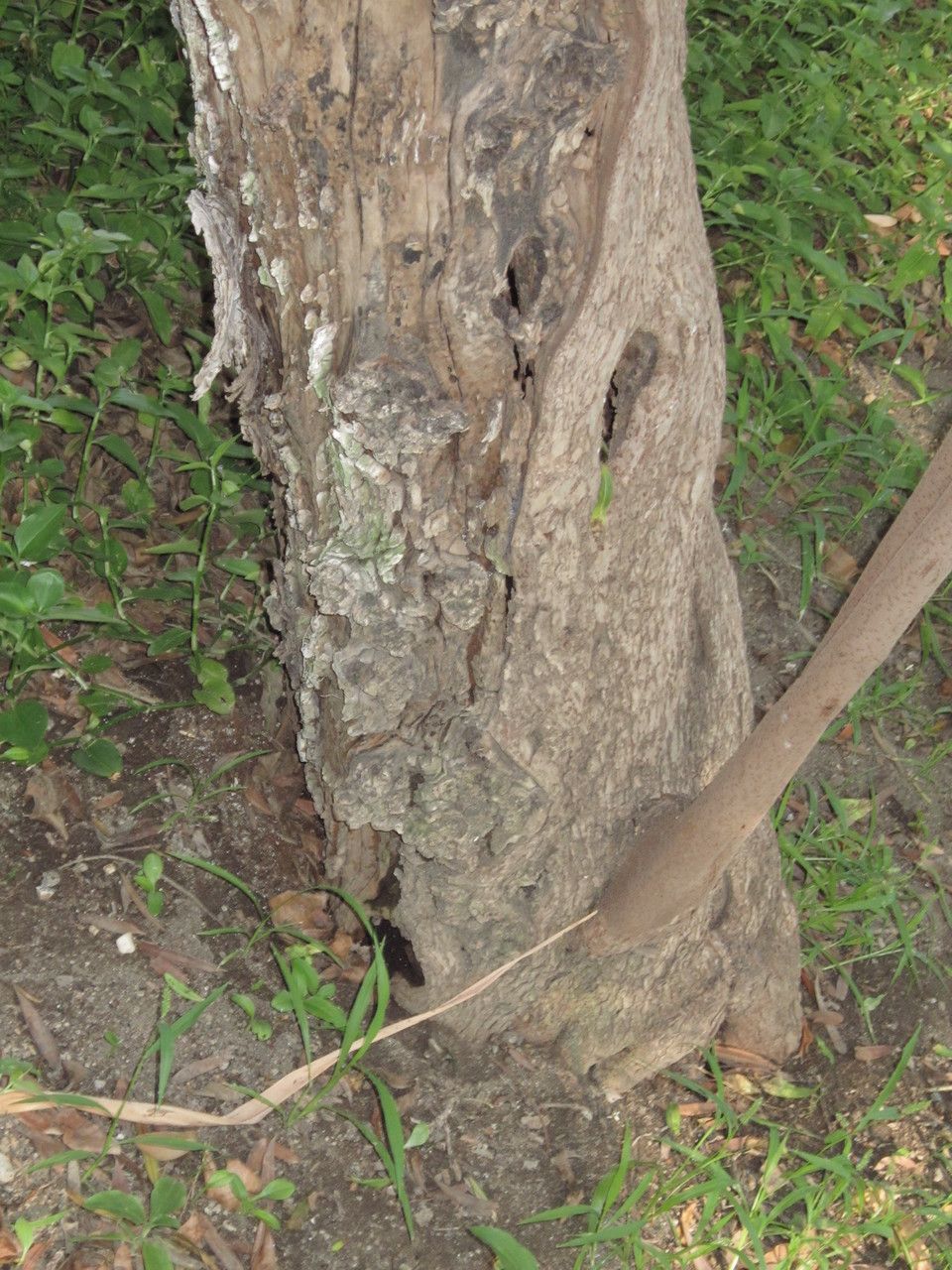 Schinus spinosa bark