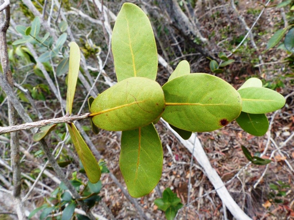 Pycnandra longiflora — houseplant care guide