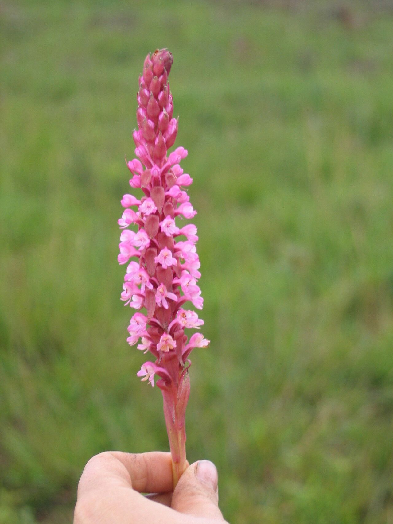 Satyrium crassicaule — houseplant care guide