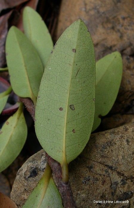 Xylopia pancheri leaf
