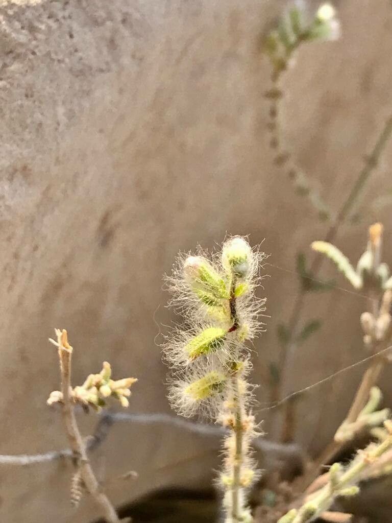 Salvia santolinifolia flower