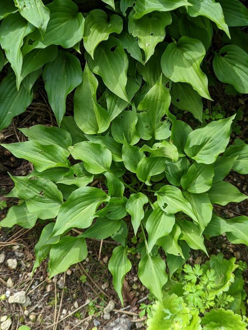 Hosta venusta — search result for 'South Korea'