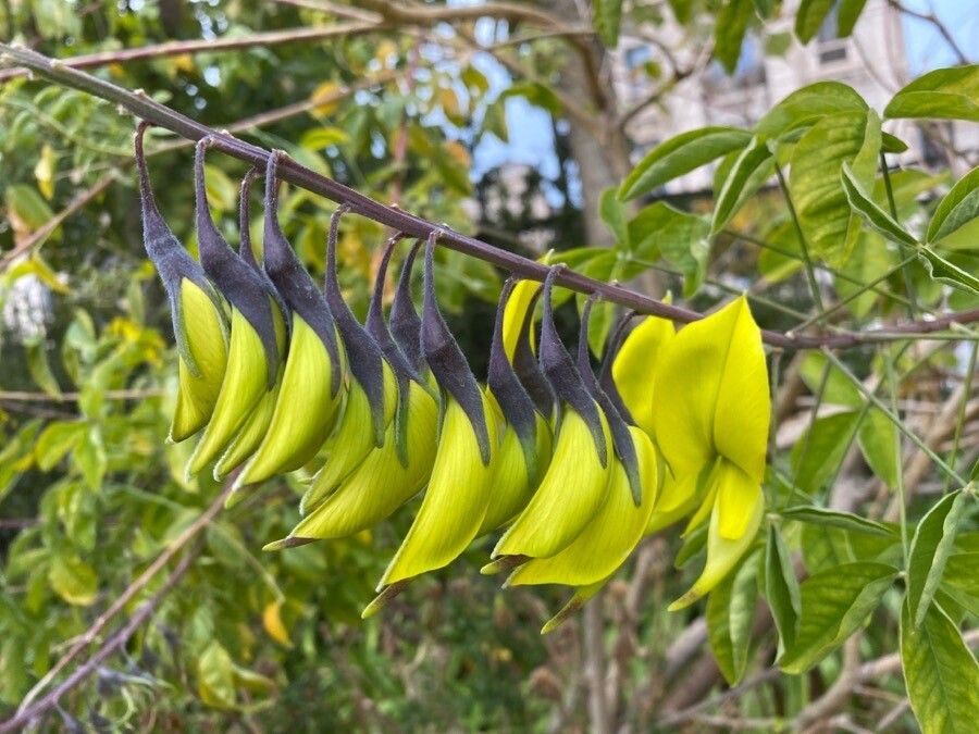 Crotalaria laburnifolia flower