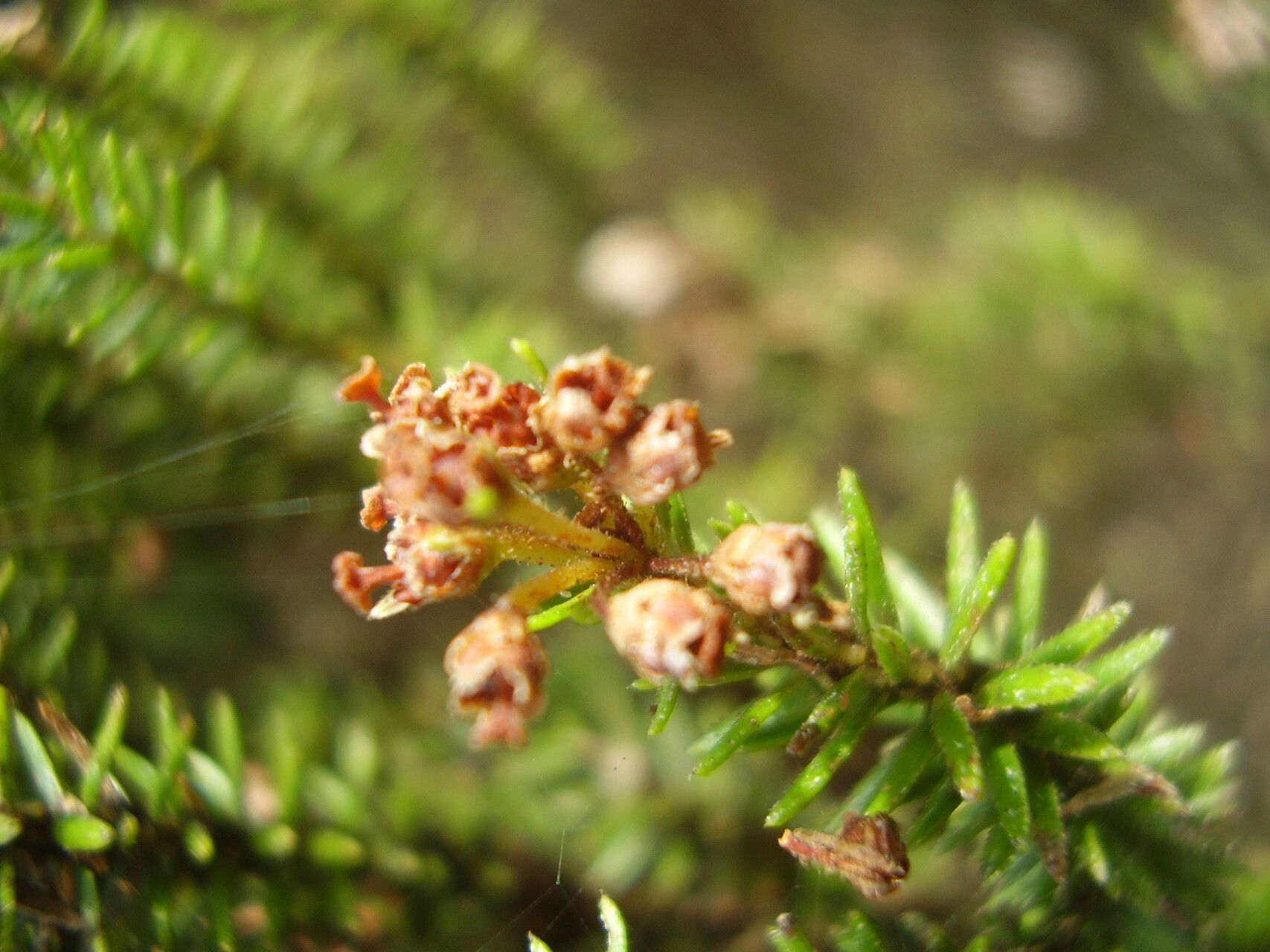 Erica thomensis fruit