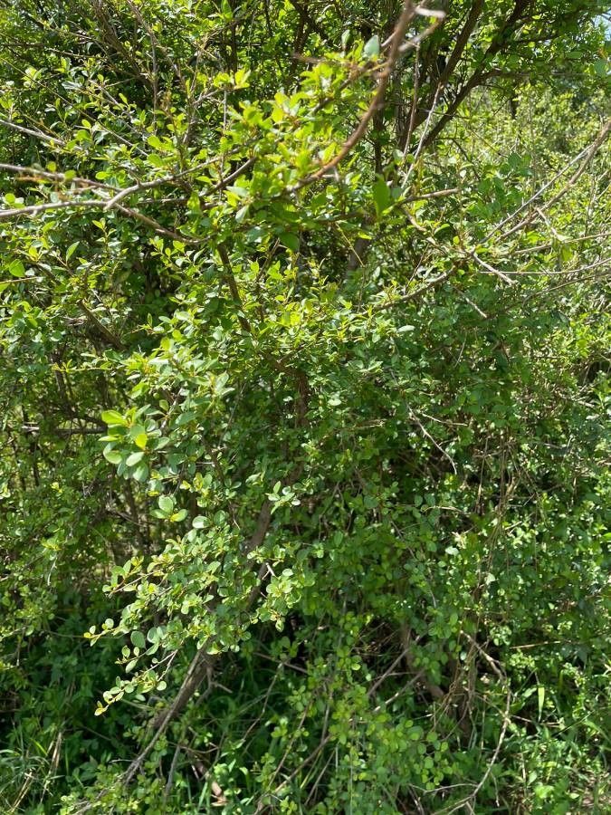 Flueggea virosa habit