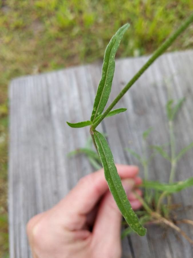 Froelichia gracilis leaf