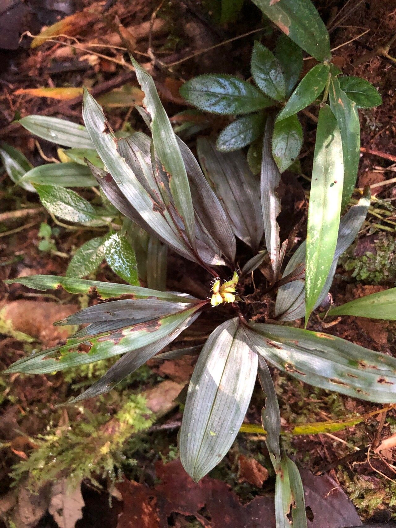 Cyperus chamaecephalus leaf