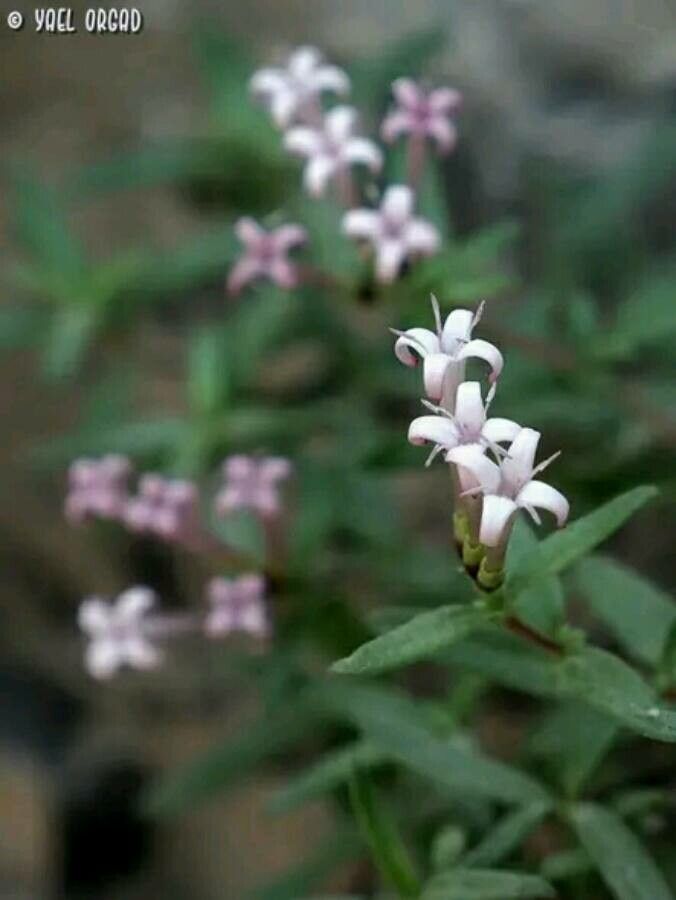 Putoria calabrica flower