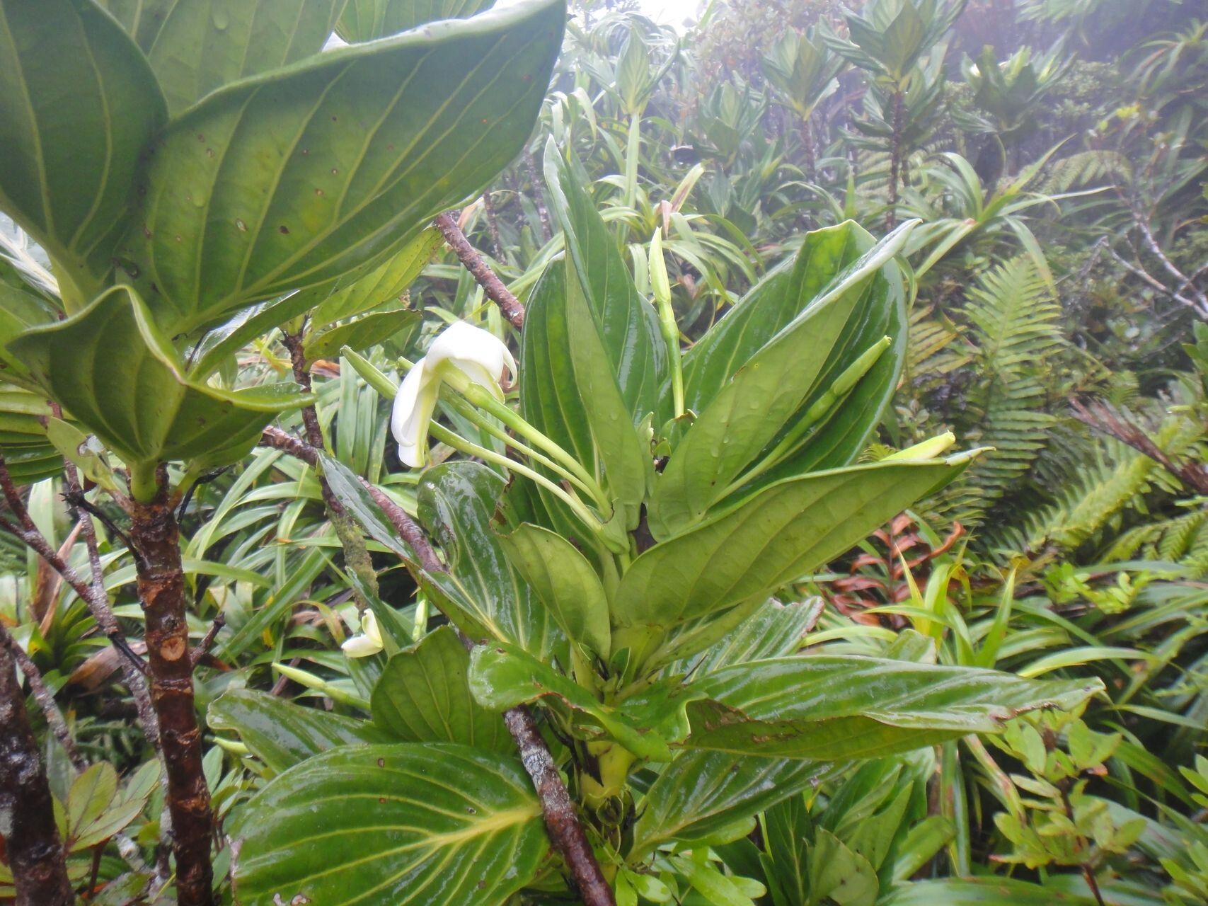 Atractocarpus colnettianus habit