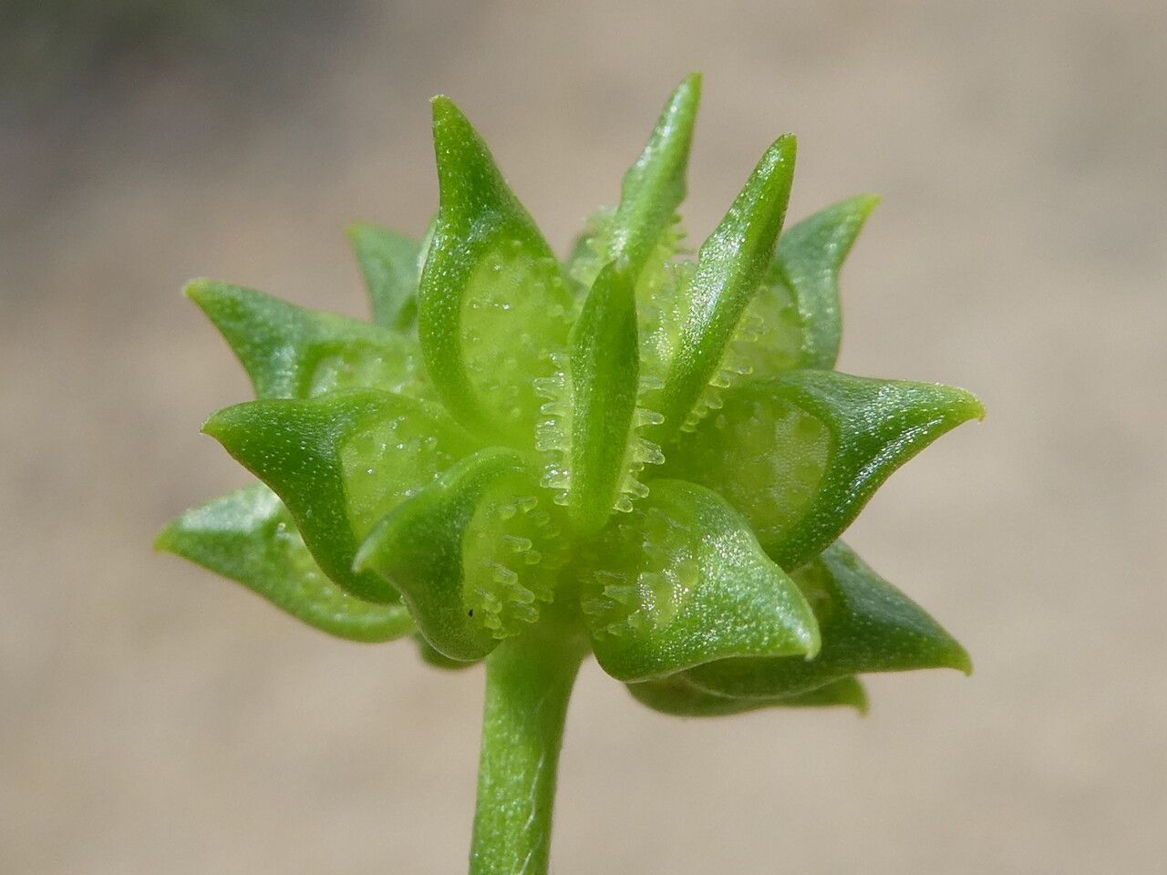 Ranunculus muricatus fruit