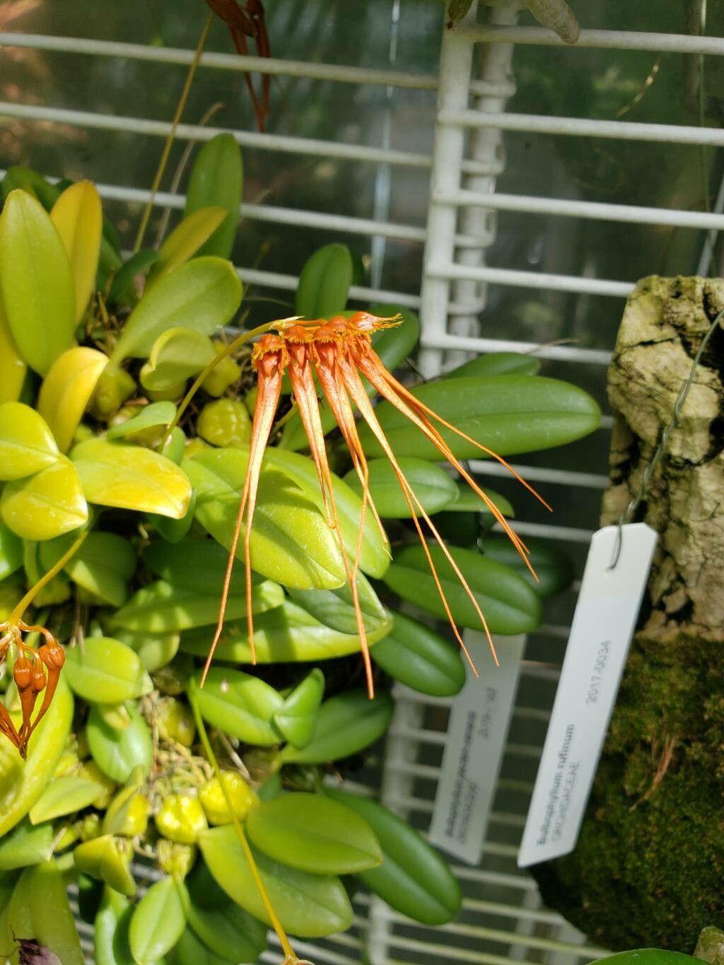 Bulbophyllum pecten-veneris flower