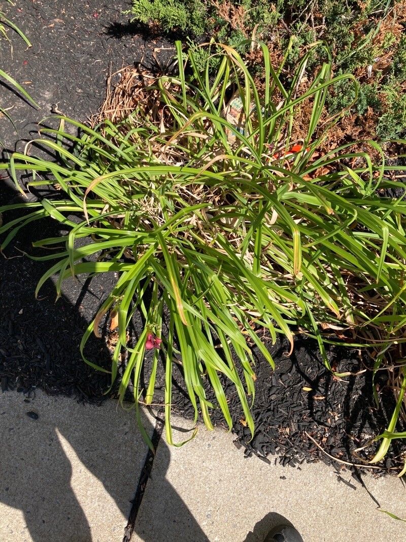 Hemerocallis minor bark